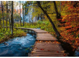 RAVENSBURGER Puzzle Tajomný les 1000 dielikov