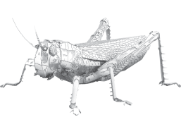 METAL EARTH 3D puzzle Lúčny koník