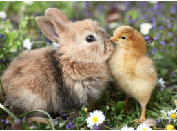 RAVENSBURGER Puzzle Králiček a kuriatko 500 dielikov