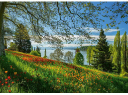 SCHMIDT Puzzle Kvitnúce tulipány na ostrove Mainau 1000 dielikov