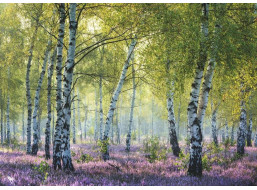 RAVENSBURGER Puzzle Brezový les Birkenwald, Francúzsko 1000 dielikov