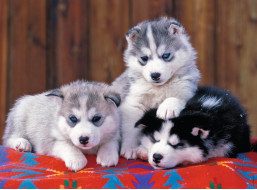 RAVENSBURGER Puzzle Šteňatá husky XXL 200 dielikov