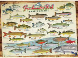 COBBLE HILL Puzzle Ryby Severnej Ameriky 1000 dielikov