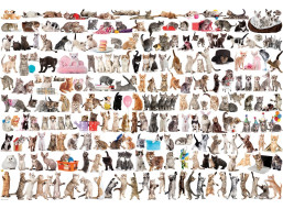 EUROGRAPHICS Puzzle Svet mačiek 2000 dielikov