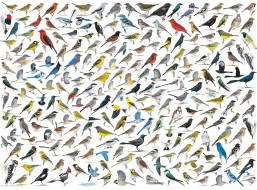 EUROGRAPHICS Puzzle Svet vtákov 1000 dielikov