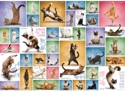 EUROGRAPHICS Puzzle Mačacia joga 1000 dielikov