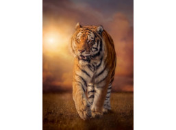CLEMENTONI Puzzle Tiger 1500 dielikov