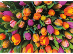 PIATNIK Puzzle Tulipány 1000 dielikov