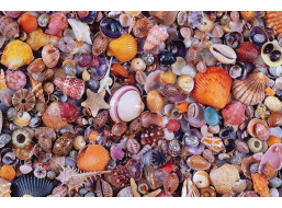 PIATNIK Puzzle Mušle 1000 dielikov
