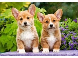 CASTORLAND Puzzle Šteniatka Welsh Corgi 1000 dielikov