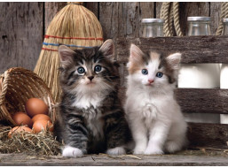 CLEMENTONI Puzzle Roztomilé mačiatka 1000 dielikov