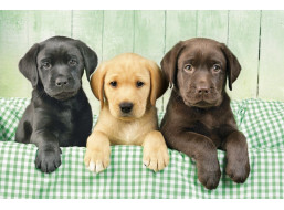 CLEMENTONI Puzzle Tri labradori 1000 dielikov
