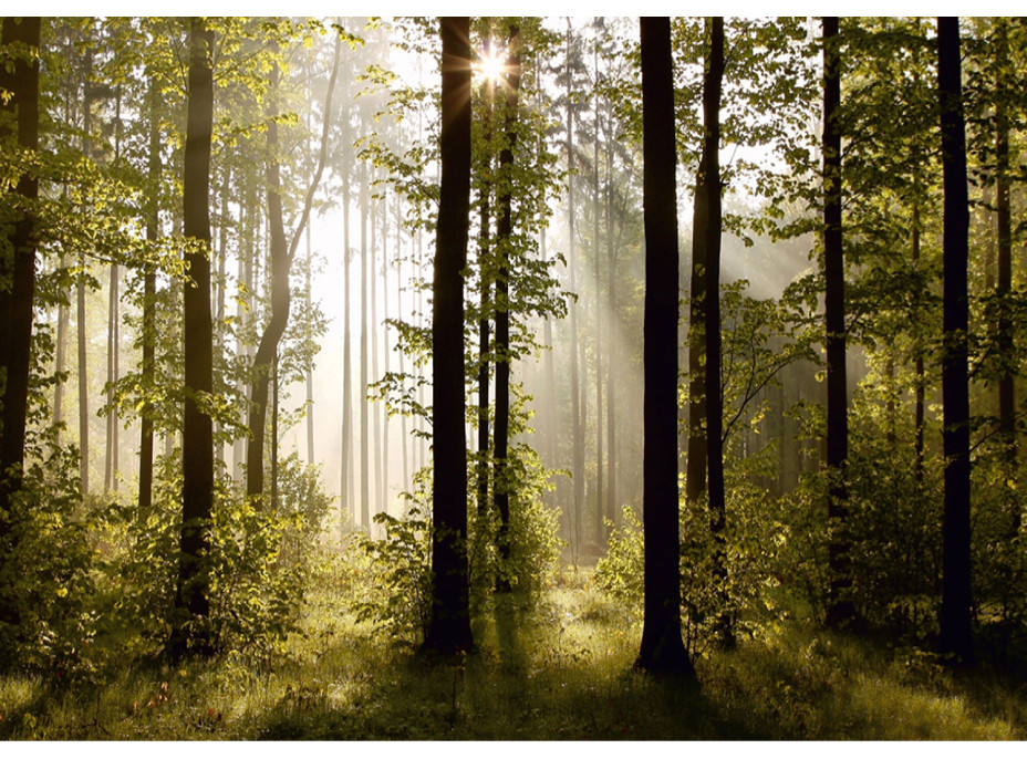 Moderné fototapety - Magický les - 360x254 cm