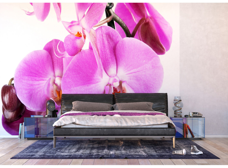 Moderné fototapety - Fialová orchidea - 360x254 cm