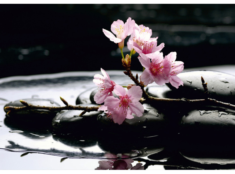 Moderné fototapety - Kvety sakury na lávových kameňoch - 360x254 cm