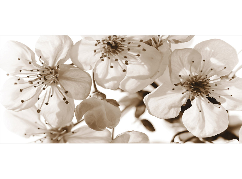 Moderné fototapety - Kvety sakury - čiernobiele - 202x90 cm