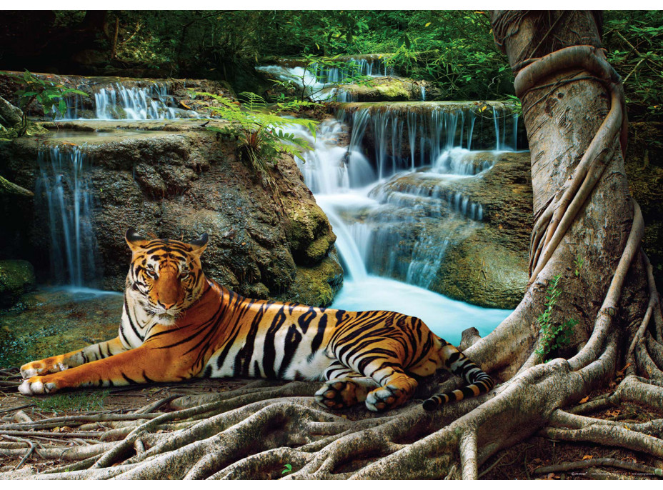 Moderné fototapety - Tiger pri vodopáde - 155x110 cm