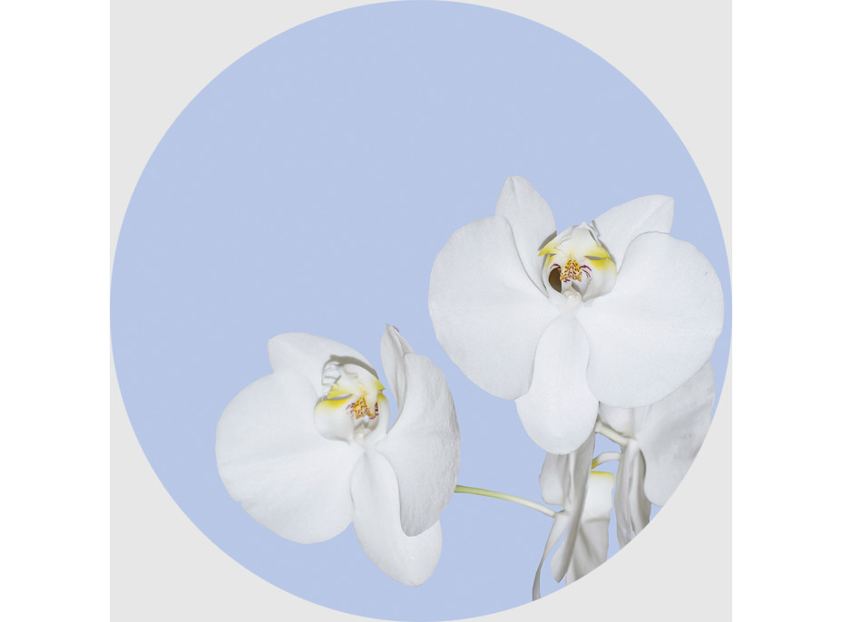 Moderné fototapety - Orchidea na modrom pozadí - okrúhla - 140 cm