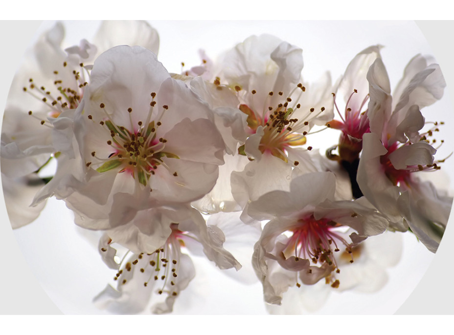 Moderné fototapety - Kvety sakury - guľatá - 70 cm