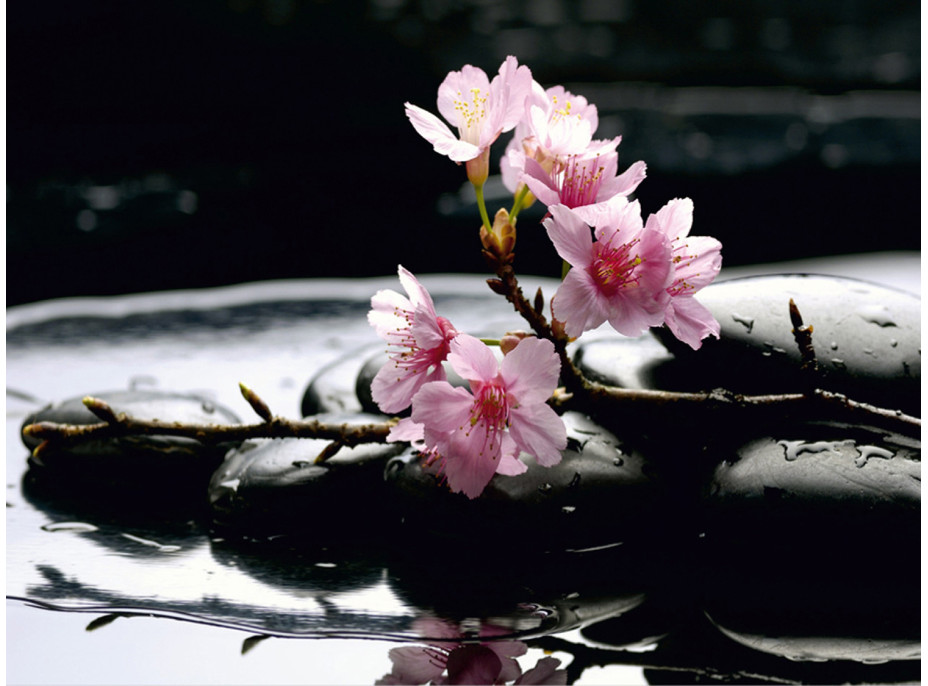 Moderné fototapety - Kvety sakury na lávových kameňoch - 360x270 cm