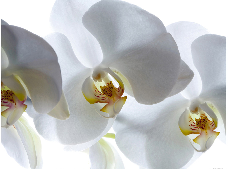 Moderné fototapety - Biela orchidea - 360x270 cm