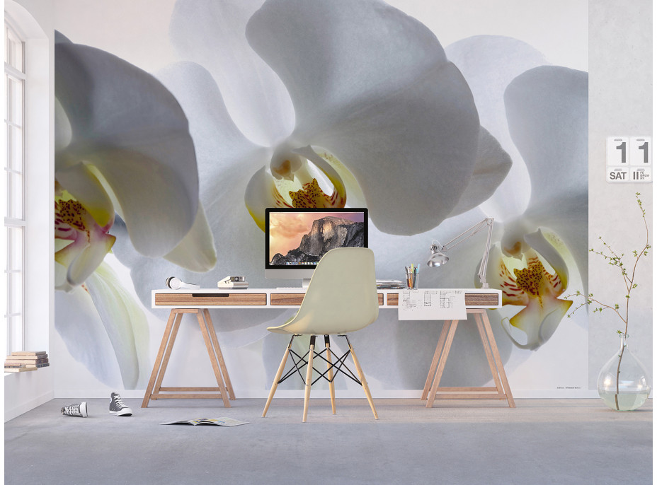 Moderné fototapety - Biela orchidea - 360x270 cm