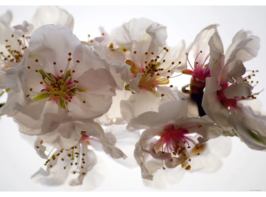 Moderné fototapety - Kvety sakury - 360x270 cm