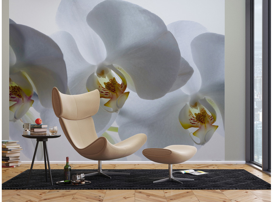 Moderné fototapety - Biela orchidea - 360x270 cm