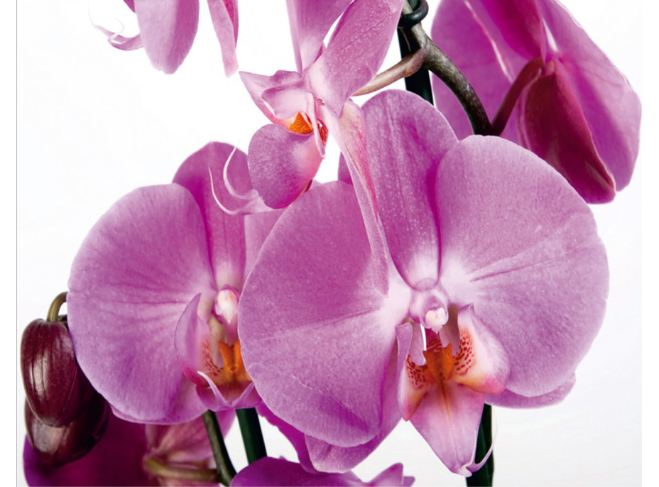 Moderné fototapety - Fialová orchidea - 360x270 cm