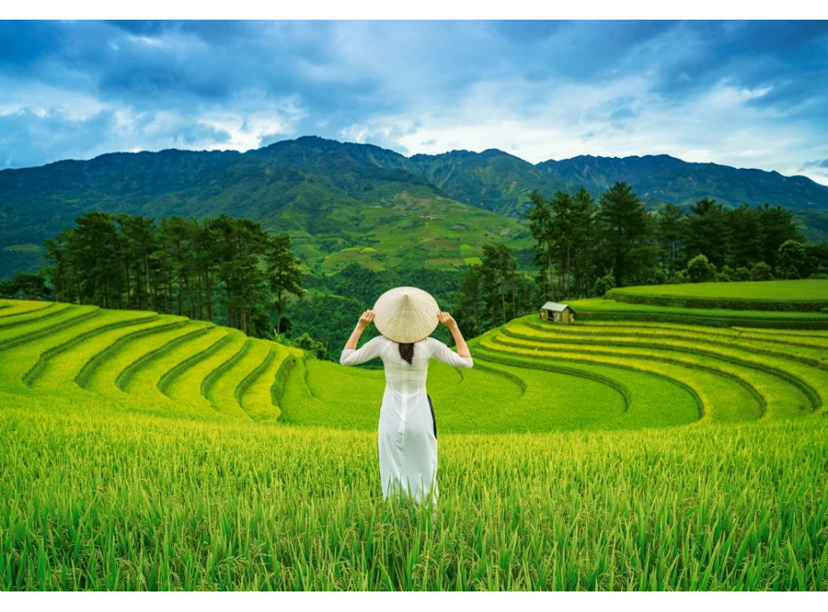 CASTORLAND Puzzle Ryžové polia vo Vietname 1000 dielikov