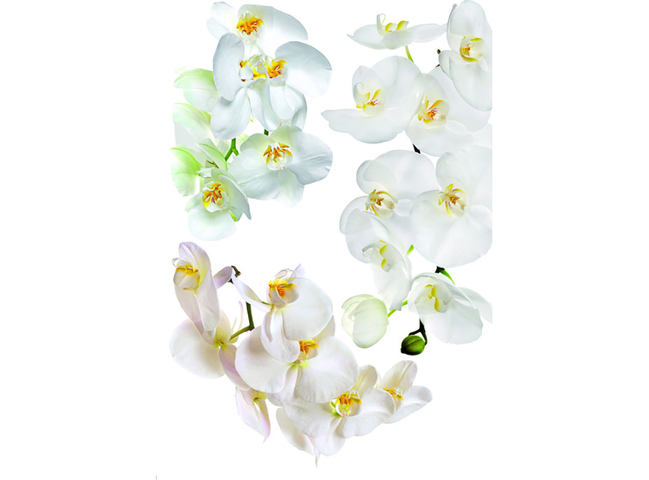 Moderná samolepka na stenu - Kvety orchidey - 65x85 cm