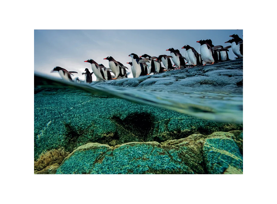 CLEMENTONI Puzzle National Geographic: Tučniaky gentoo sa hromadne vrhajú do mora 1000 dielikov