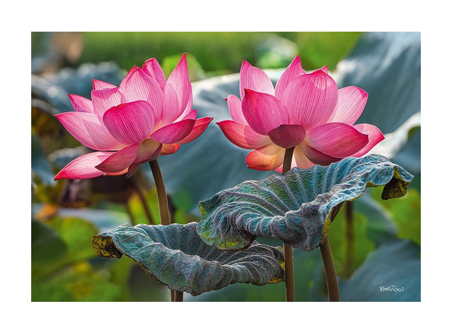 CHERRY PAZZI Puzzle Ružové kvety lotusu 500 dielikov