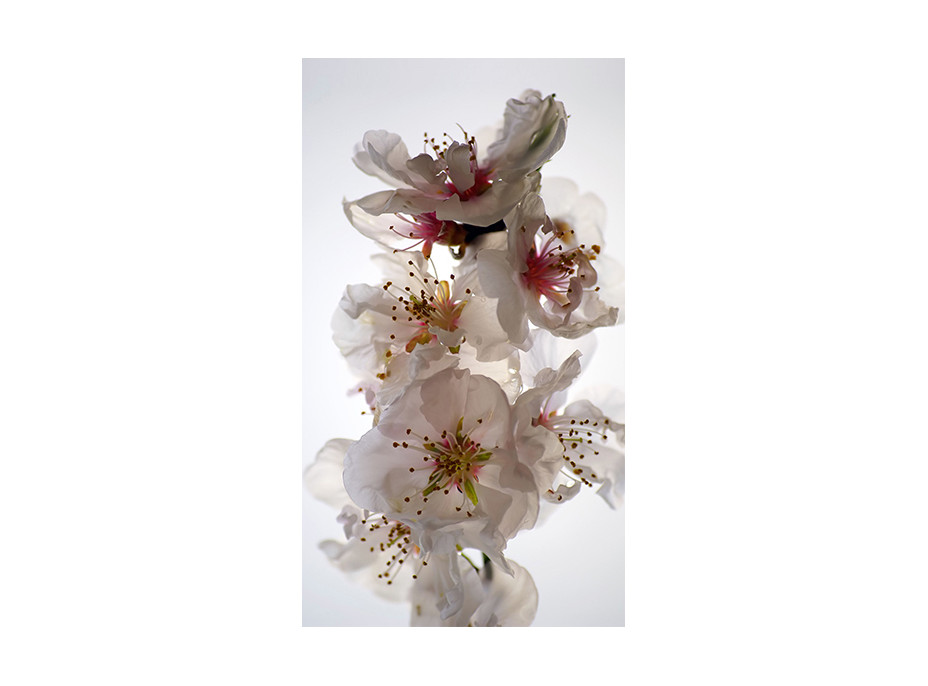 Dizajnový záves - Kvety jabloní - 140x245 cm