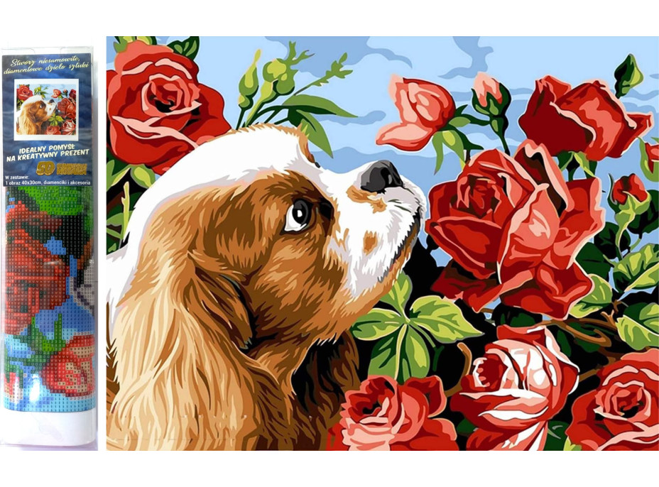 Norimpex Diamantové maľovanie Kavalier king Charles španiel 30x40 cm