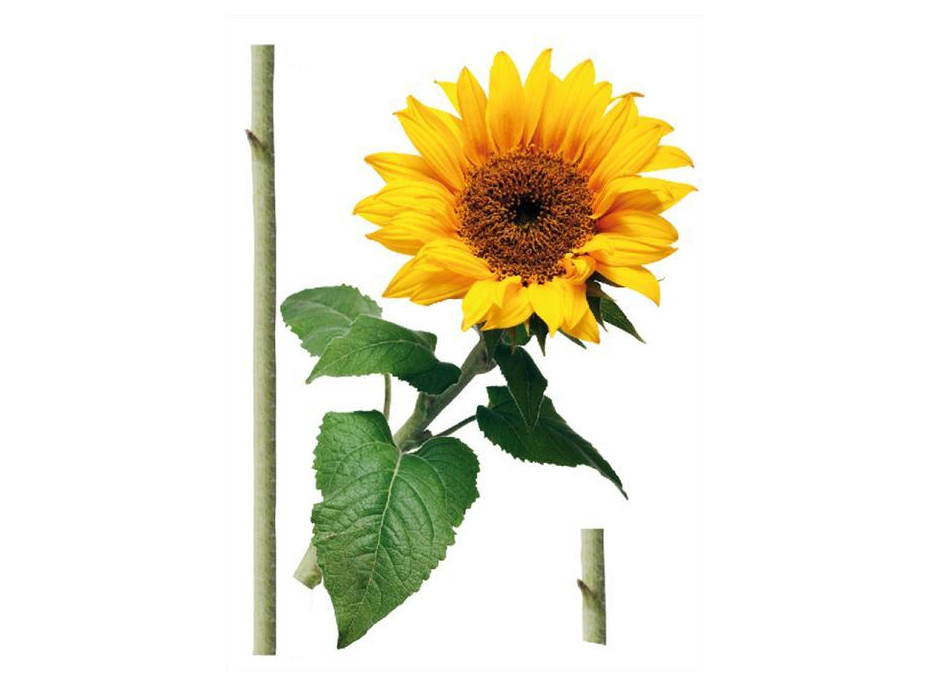 Dizajnová samolepka SLNEČNICA 65x85 cm