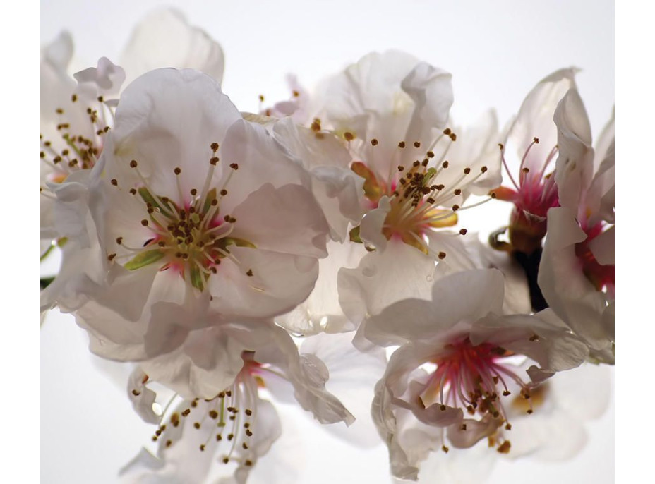 Dizajnový záves jabloňové kvety 180x160 cm