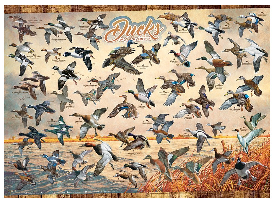 COBBLE HILL Puzzle Kačice Severnej Ameriky 1000 dielikov