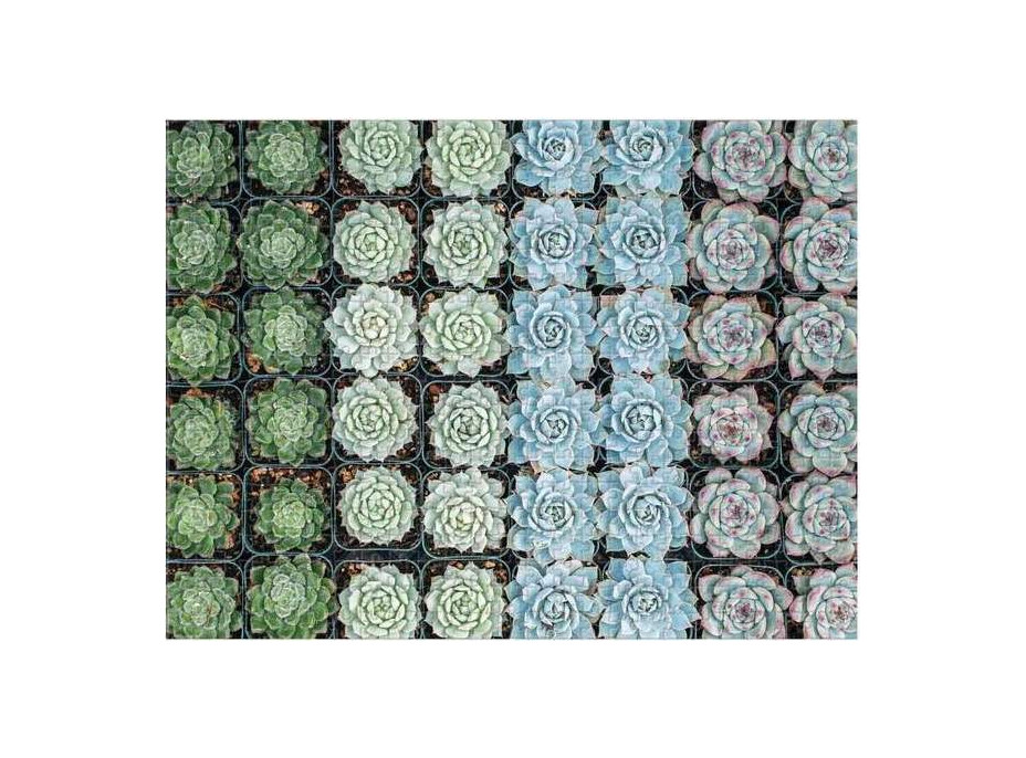 Galison Obojstranné puzzle Sukulenty 500 dielikov