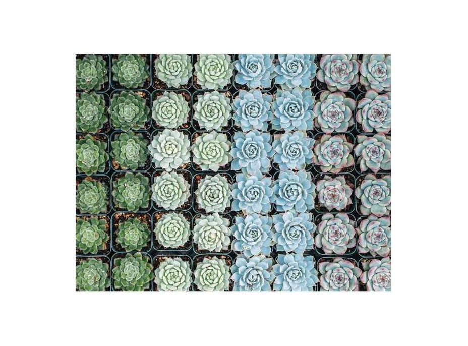 Galison Obojstranné puzzle Sukulenty 500 dielikov