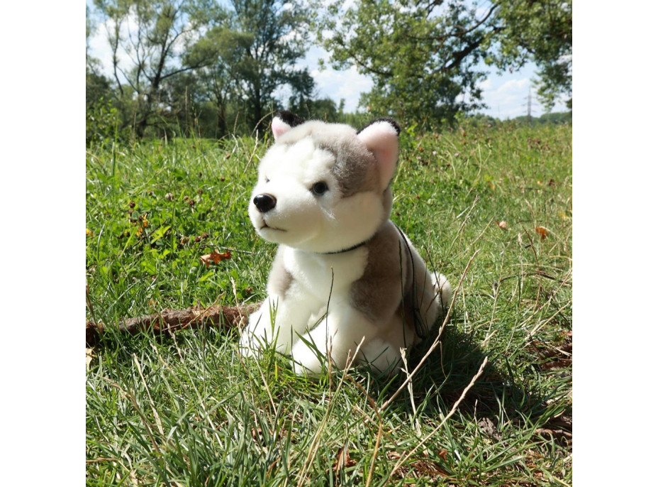 Rappa Plyšový pes husky sediaci s vodítkom 28 cm ECO-FRIENDLY