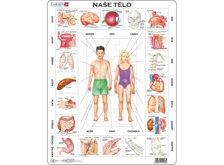 LARSEN Puzzle Naše telo 35 dielikov