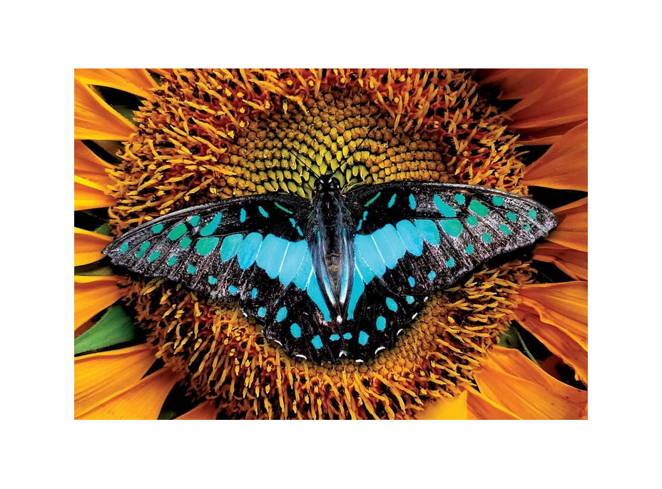 INTERDRUK Puzzle Colorful Nature: Motýľ 250 dielikov