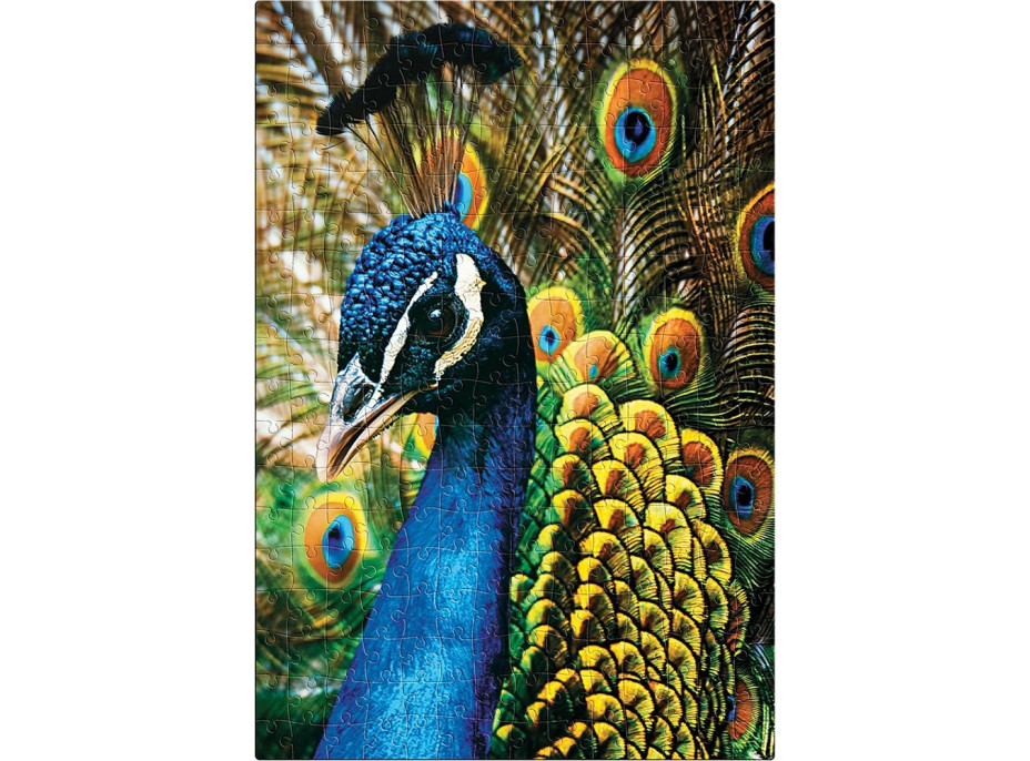 INTERDRUK Puzzle Colorful Nature: Páv 250 dielikov
