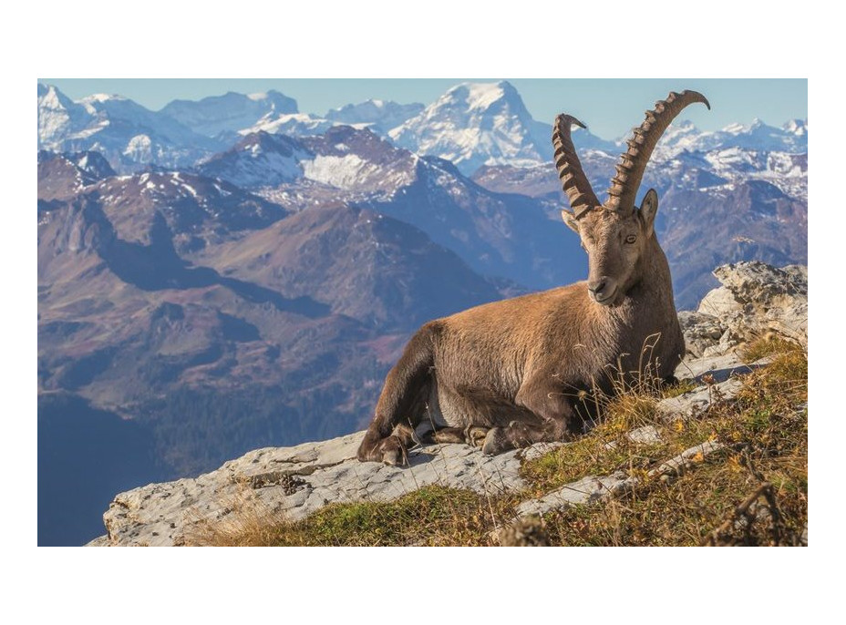 RAVENSBURGER Puzzle Kamzík v údolí Toggenburg 1000 dielikov