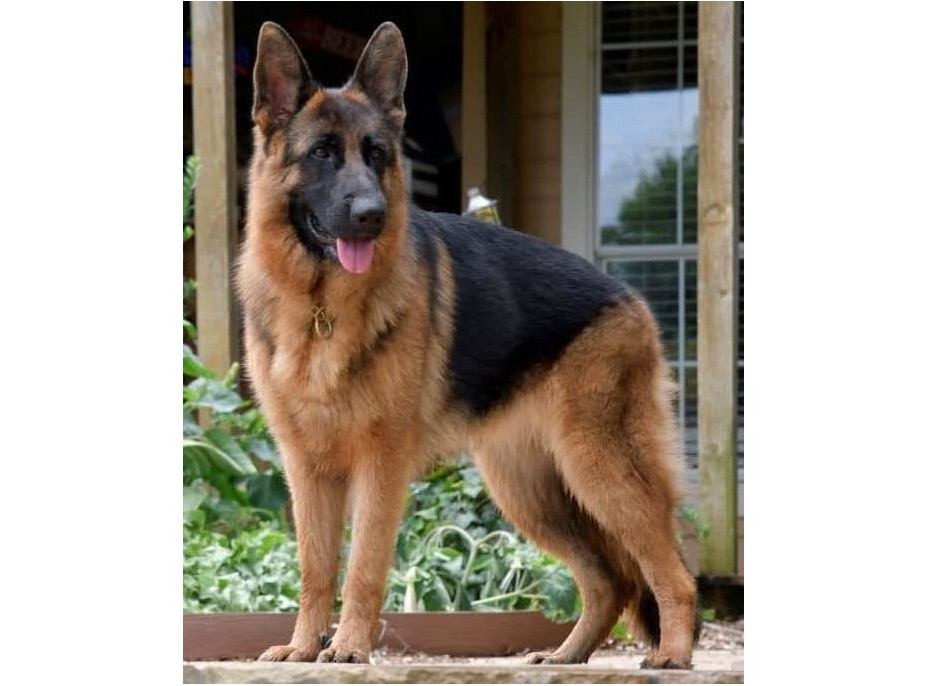 NORIMPEX Diamantové maľovanie Nemecký ovčiak 30x40cm