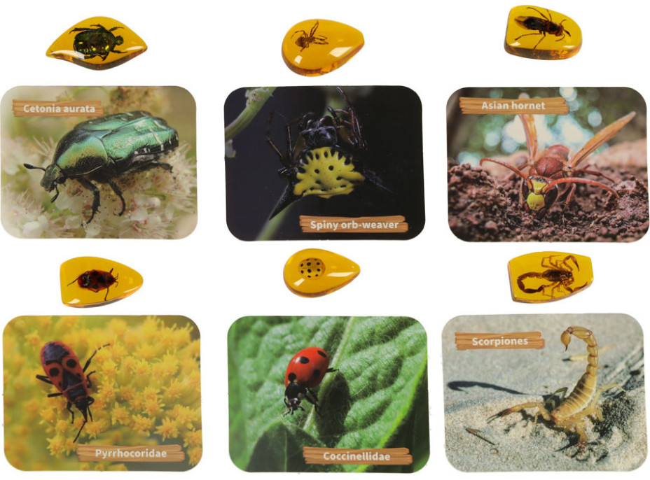 Archeologická sada - Jantárové fosílie hmyzu