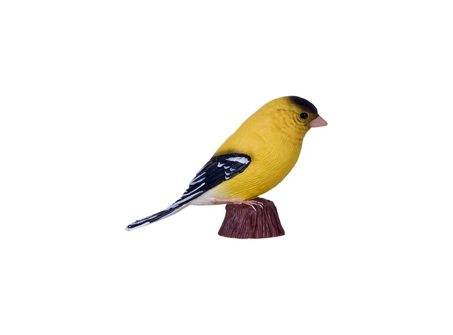 Mojo Stehlík americký v krabičke