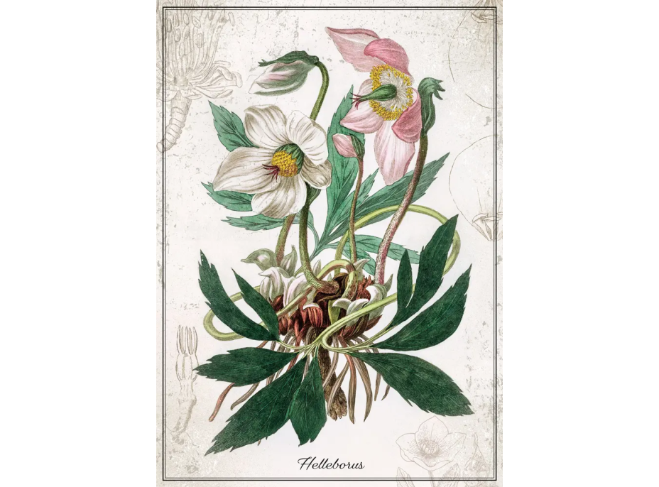 INTERDRUK Puzzle Botanic: Čemerice 1000 dielikov