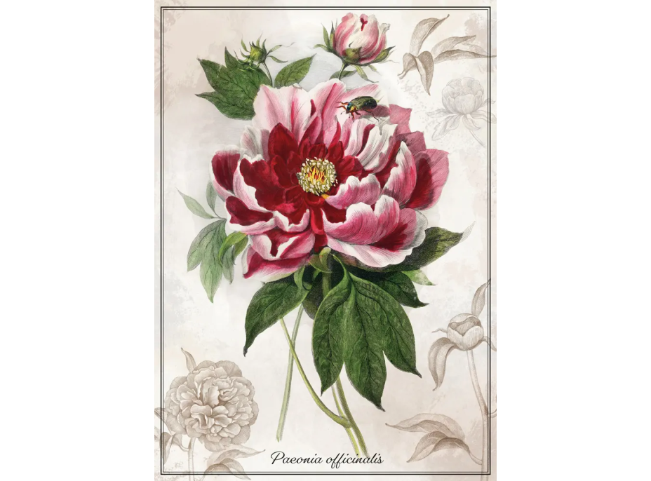 INTERDRUK Puzzle Botanic: Pivonka 1000 dielikov